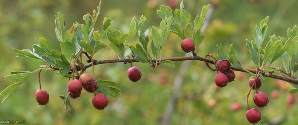 Common Hawthorn type 122