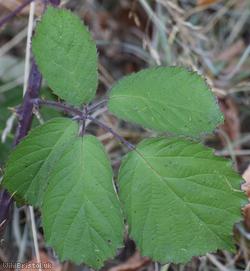 Cornish Bramble