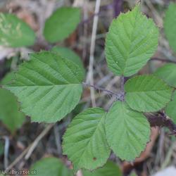 Cornish Bramble