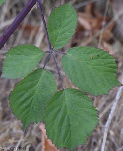 Cornish Bramble