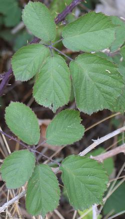 Cornish Bramble