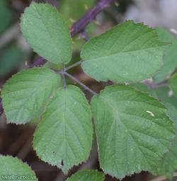 Cornish Bramble