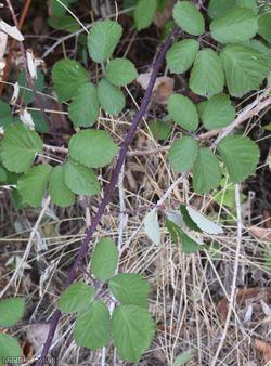 Cornish Bramble