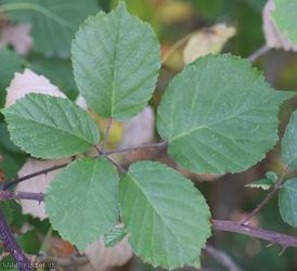 Cornish Bramble