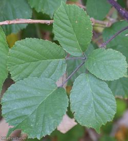 Cornish Bramble