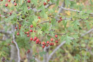 Common Hawthorn type 122
