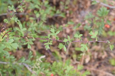 Common Hawthorn type 122