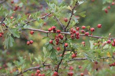 Common Hawthorn type 122