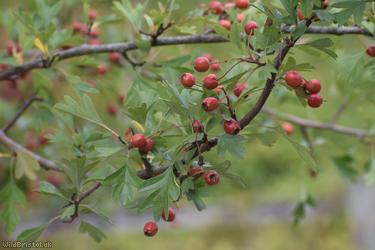 Common Hawthorn type 122