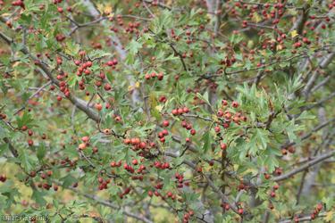 Common Hawthorn type 122