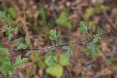 Common Hawthorn type 122