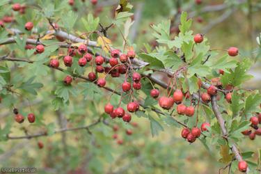 Common Hawthorn type 122