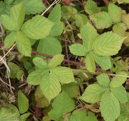 Yorkshire Bramble