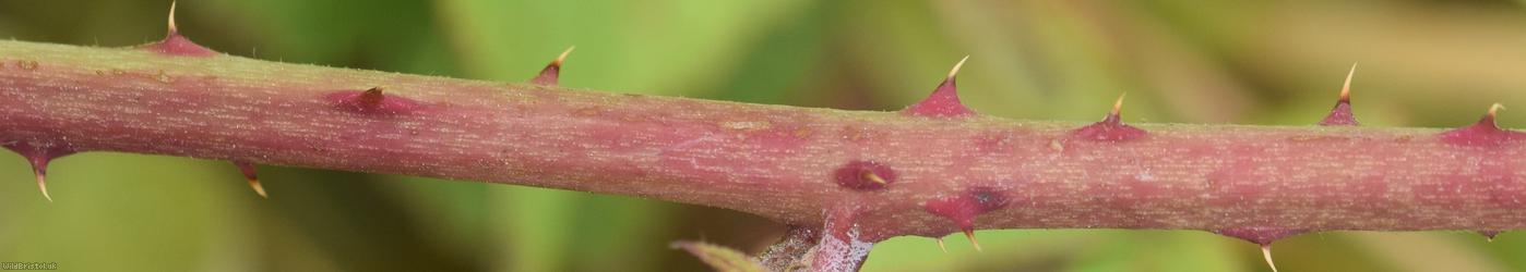 Yorkshire Bramble