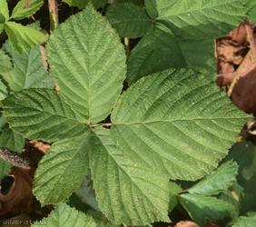 Yorkshire Bramble