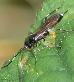 Cryptinae Unidentified 1