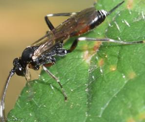 Cryptinae Unidentified 1