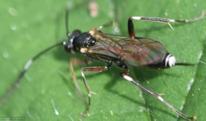 Cryptinae Unidentified 1