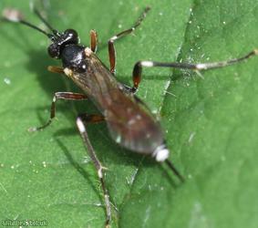 Cryptinae Unidentified 1