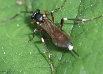 Cryptinae Unidentified 1