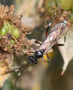 Cryptinae Unidentified 1