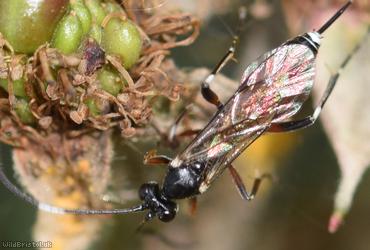 Cryptinae Unidentified 1