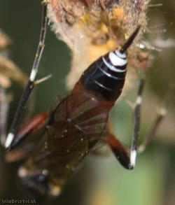 Cryptinae Unidentified 1