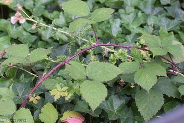 Rubus cissburiensis