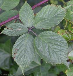 Rubus cissburiensis