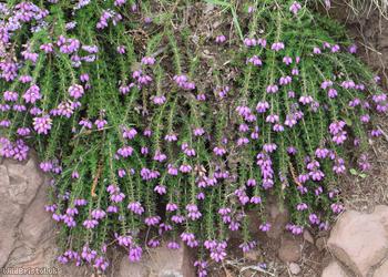 Bell Heather
