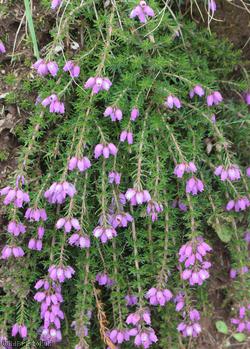 Bell Heather