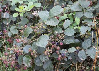 Grey-felted Bramble