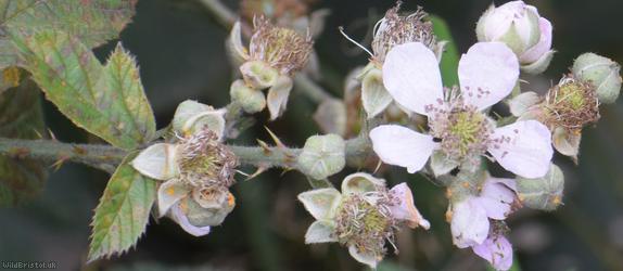 Grey-felted Bramble