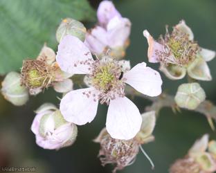 Grey-felted Bramble