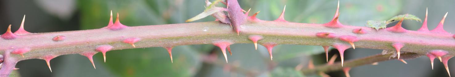Grey-felted Bramble