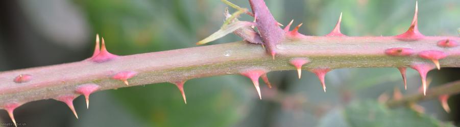 Grey-felted Bramble