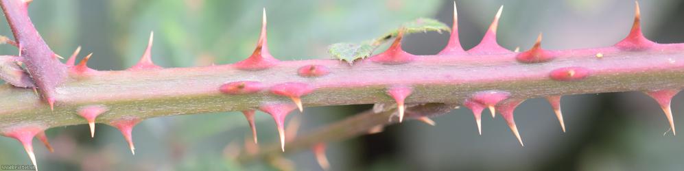 Grey-felted Bramble