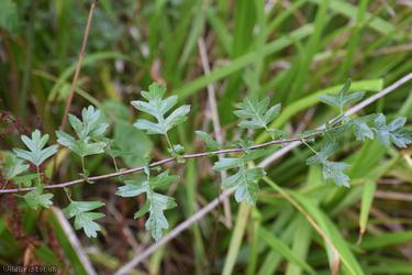 Common Hawthorn type 128