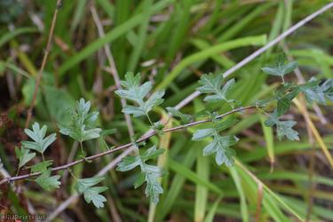 Common Hawthorn type 128