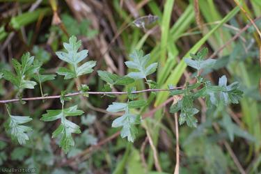 Common Hawthorn type 128