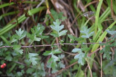 Common Hawthorn type 128