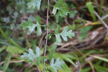 Common Hawthorn type 128