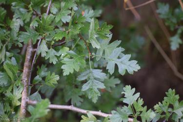 Common Hawthorn type 128