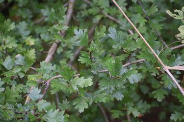 Common Hawthorn type 128