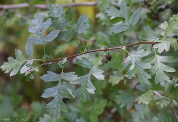 Common Hawthorn type 128