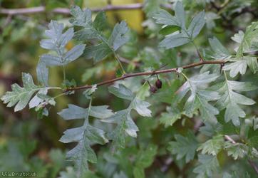 Common Hawthorn type 128
