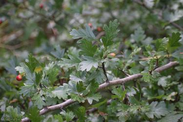 Common Hawthorn type 128