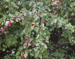 Common Hawthorn type 125
