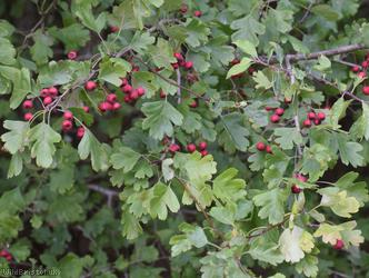 Common Hawthorn type 125