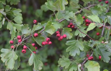 Common Hawthorn type 125